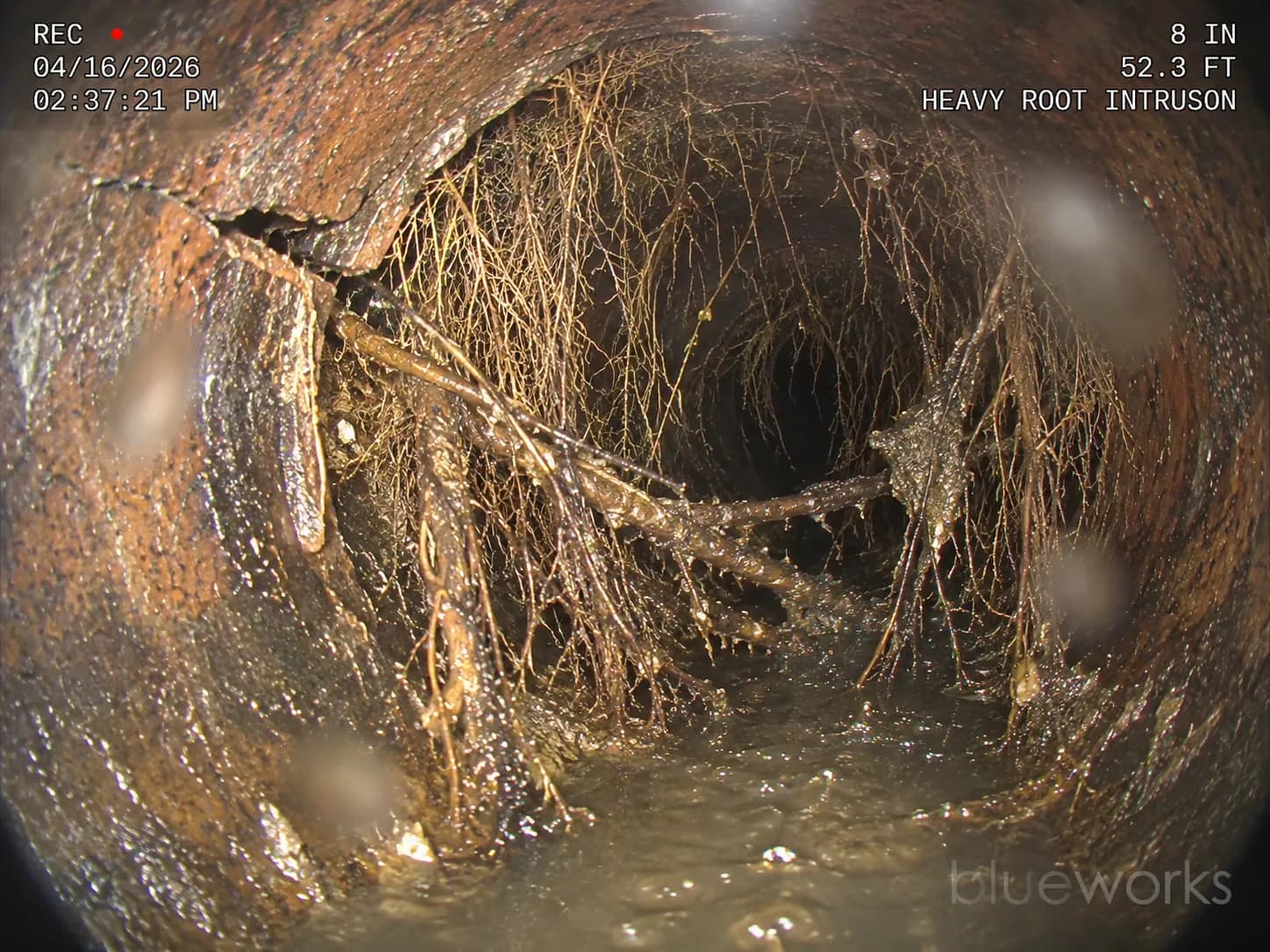 Heavy root intrusion through a cast-iron pipe joint